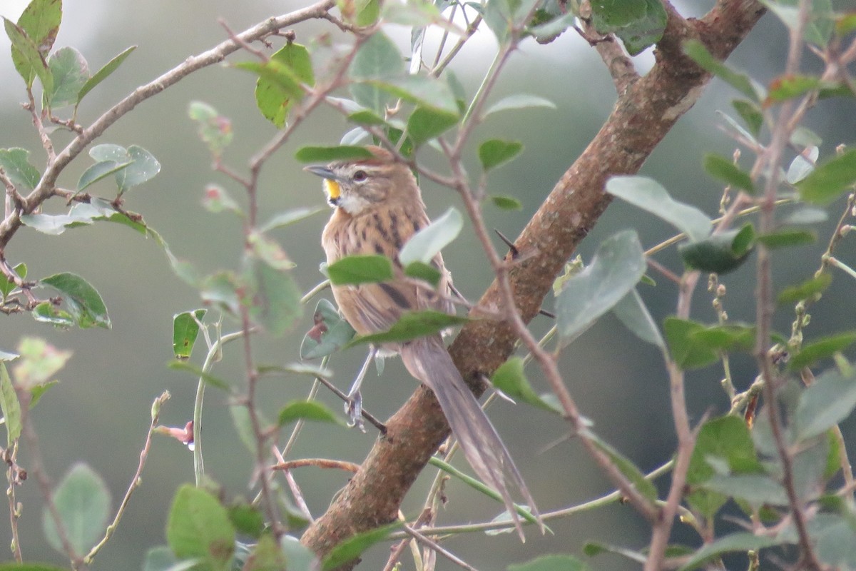 Chotoy Spinetail - ML618848233