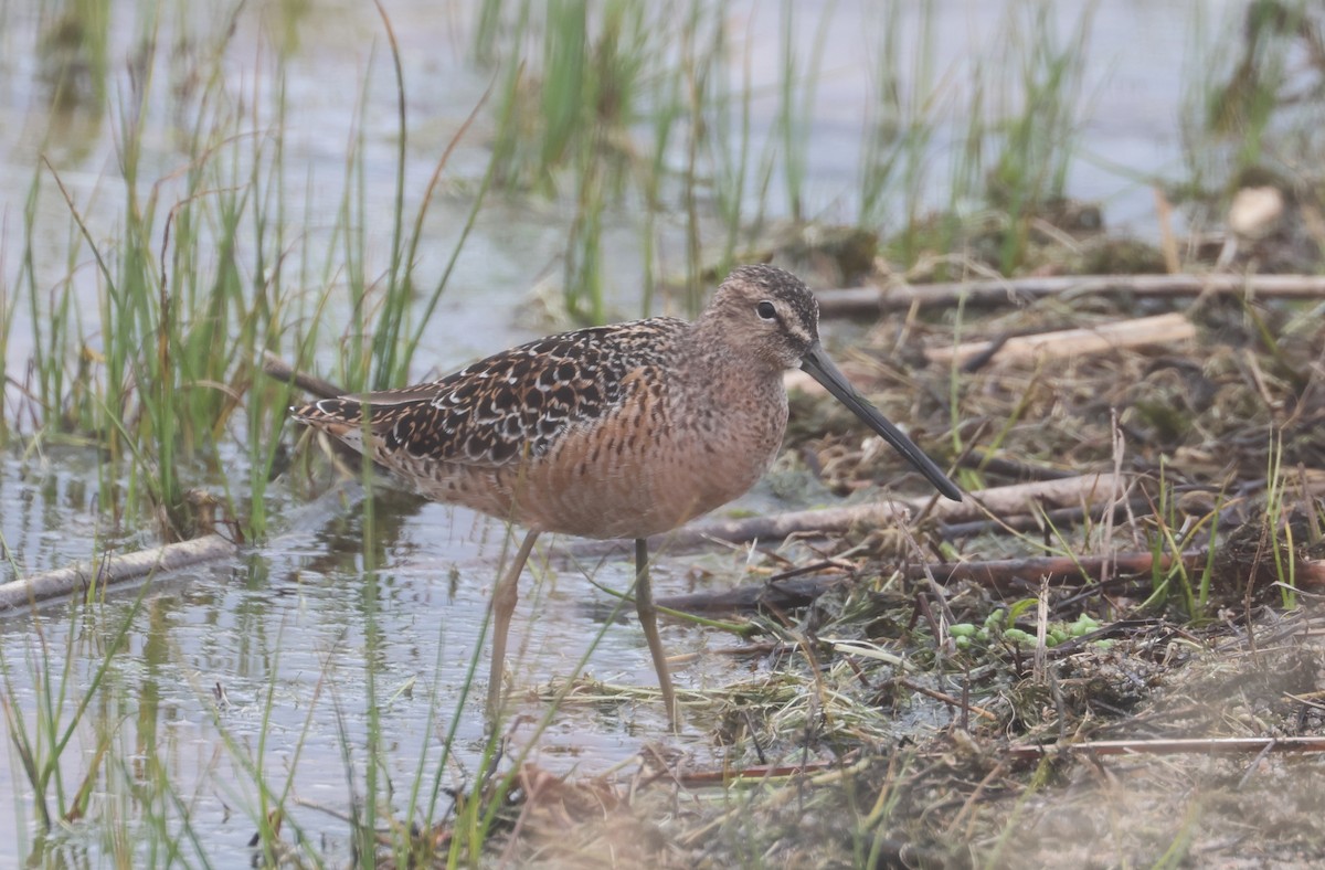 Long-billed Dowitcher - ML618848234