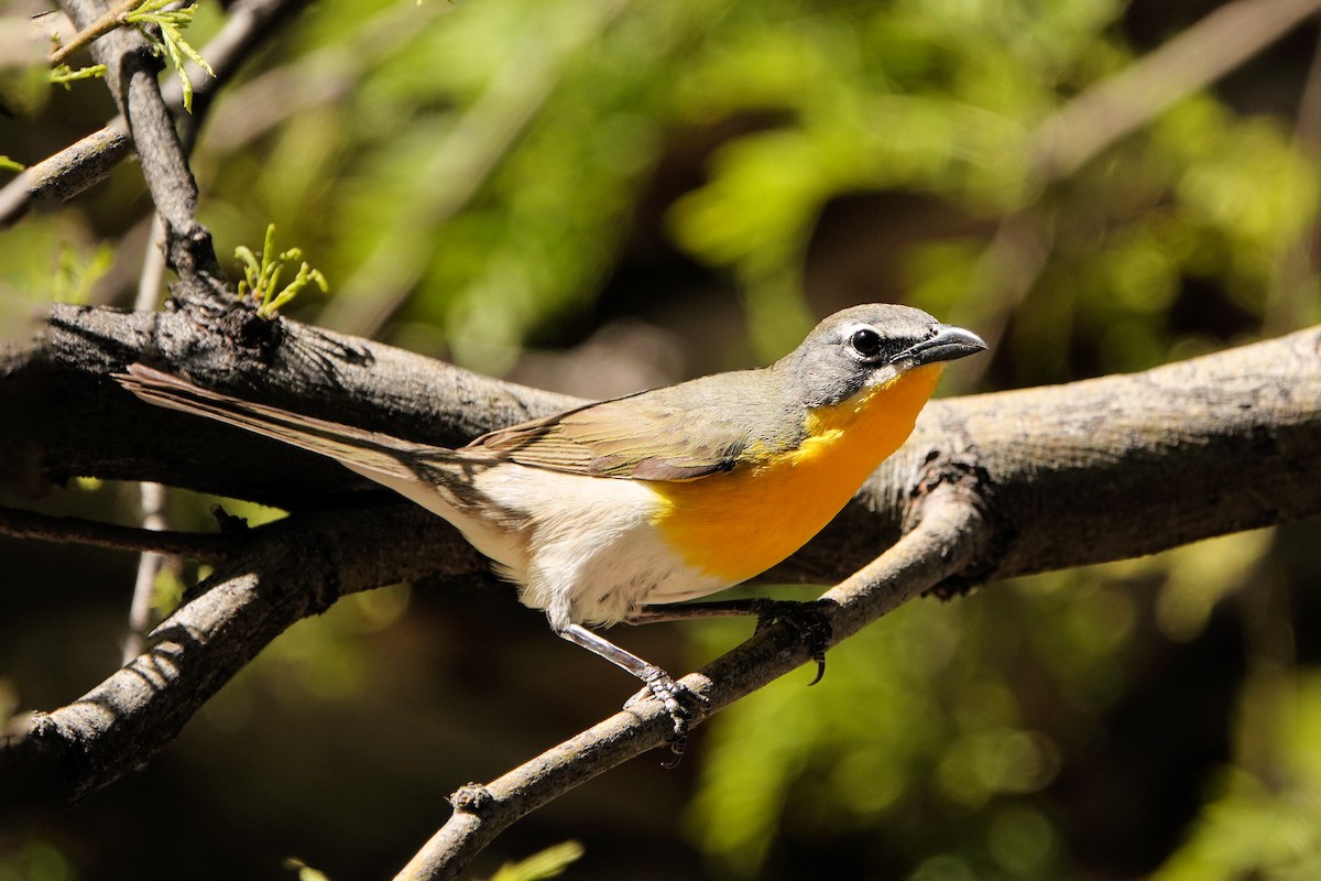 Yellow-breasted Chat - ML618848256