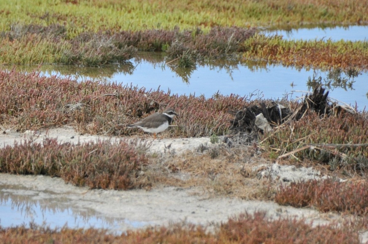 Common Ringed Plover - ML618848275
