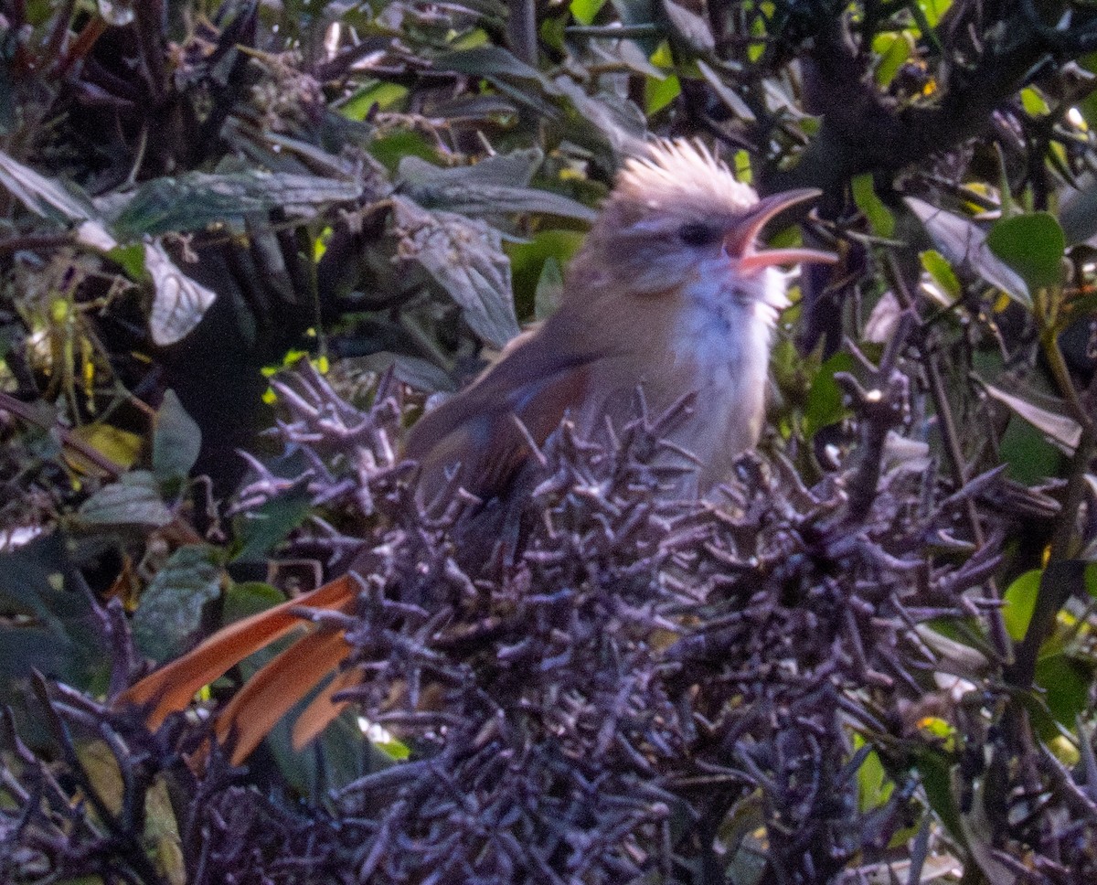 Creamy-crested Spinetail - ML618848276
