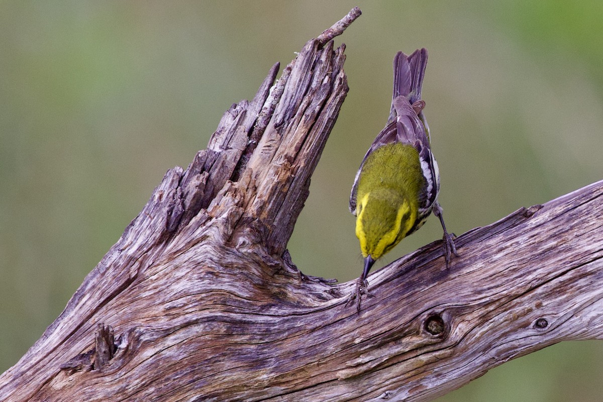 Black-throated Green Warbler - Gary Desormeaux