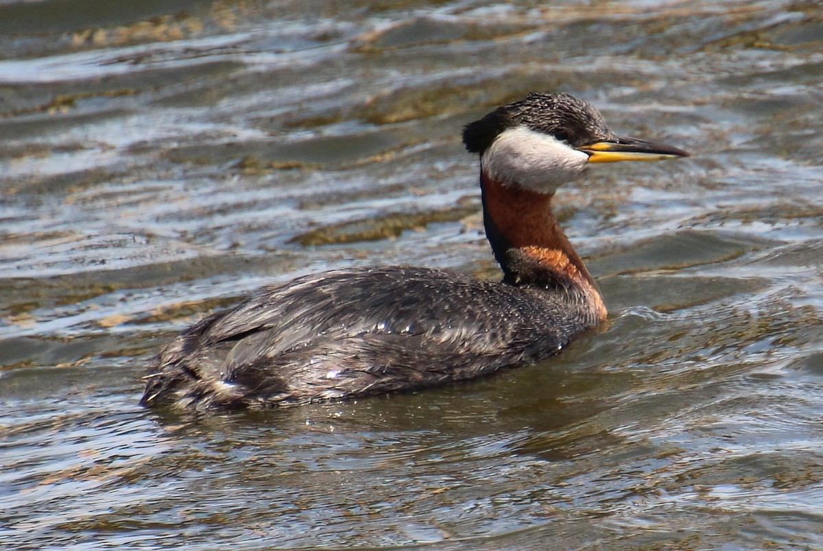 Red-necked Grebe - Elaine Cassidy