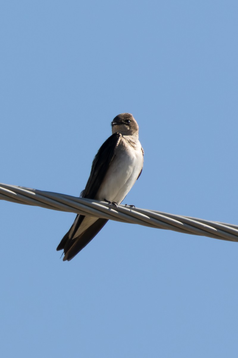 Northern Rough-winged Swallow - Lori Buhlman