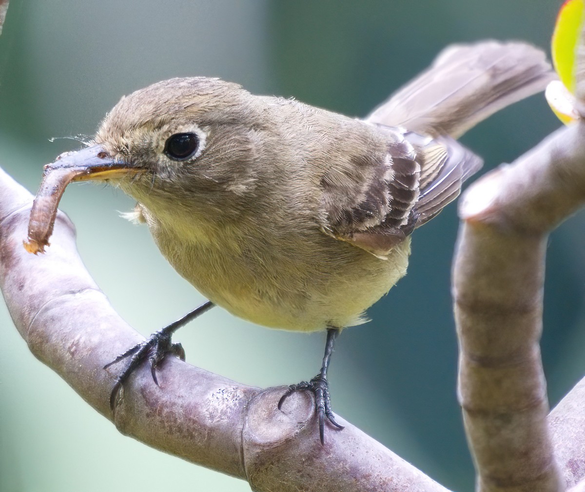 Western Flycatcher (Pacific-slope) - DAB DAB