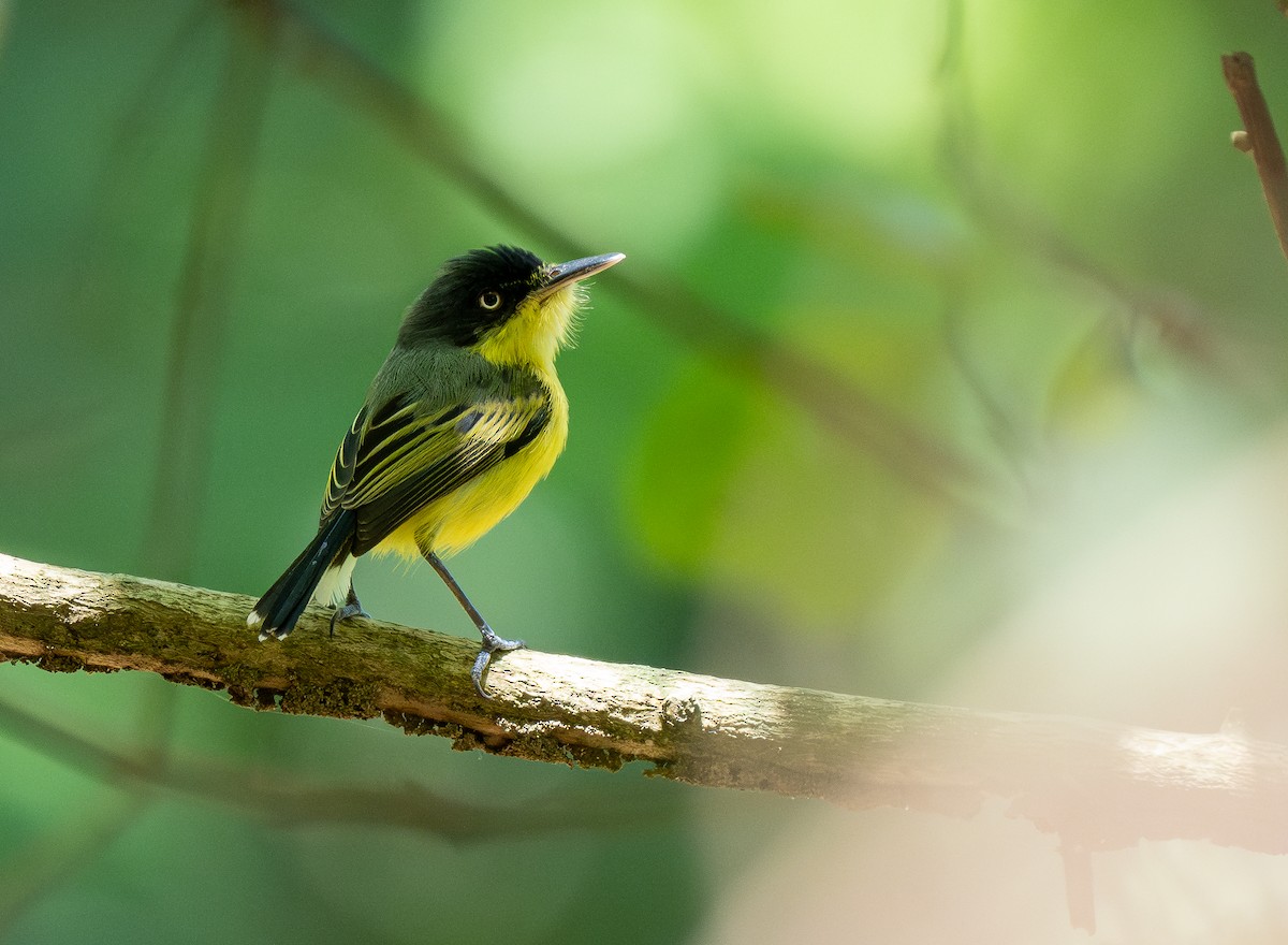 Common Tody-Flycatcher - Forest Botial-Jarvis