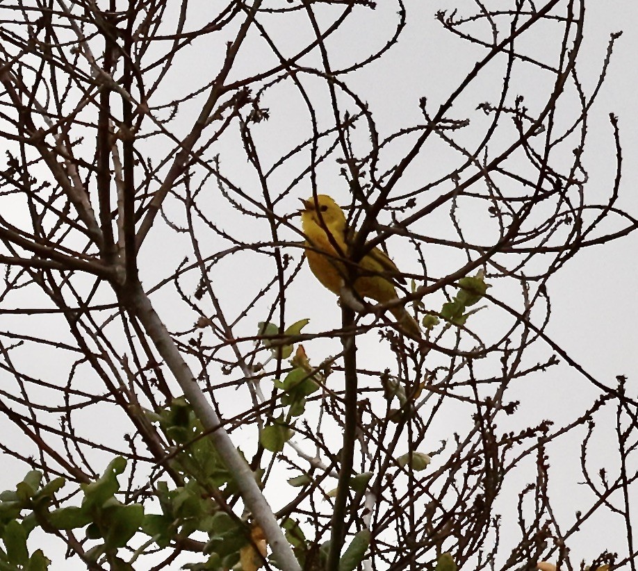 Yellow Warbler - ML618848326
