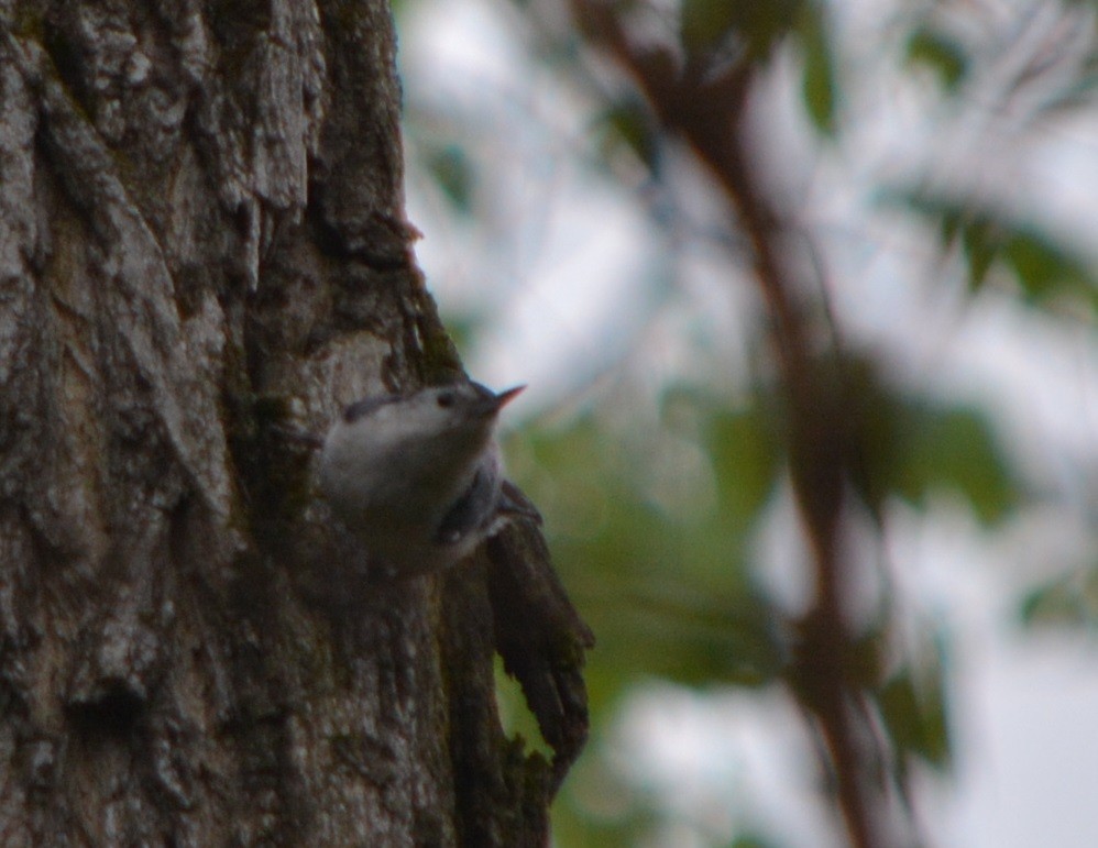 White-breasted Nuthatch - Paul Messing
