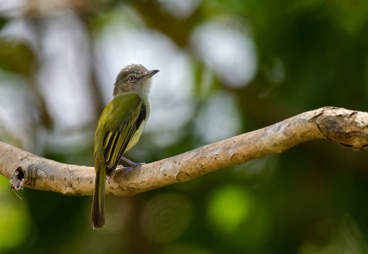 Yellow-olive Flatbill - Forest Botial-Jarvis