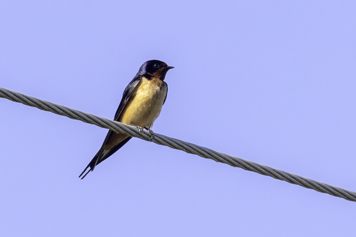 Barn Swallow - Mel Green