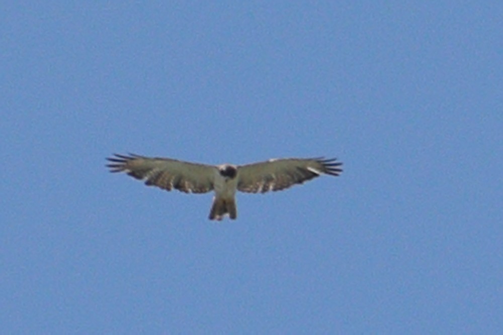 Short-tailed Hawk - Robert Irwin