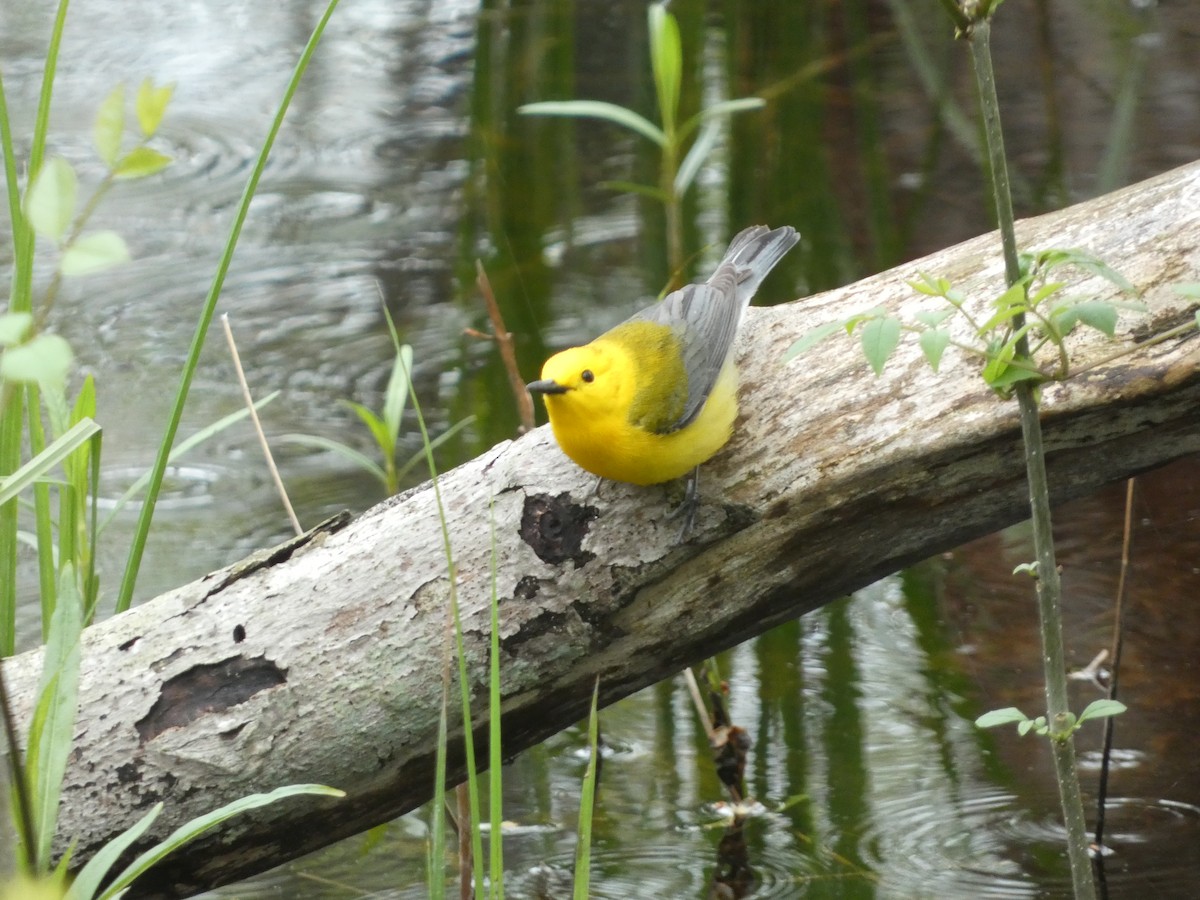 Prothonotary Warbler - ML618848425