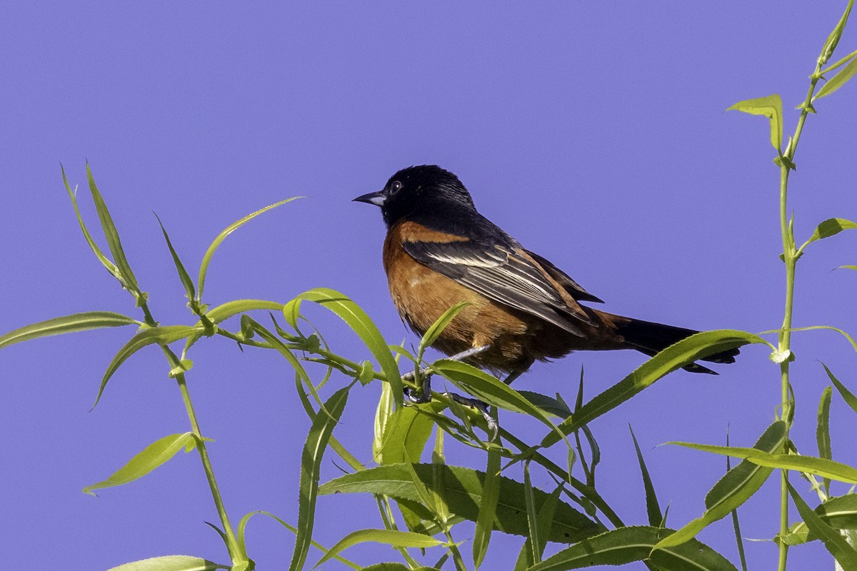 Orchard Oriole - ML618848437