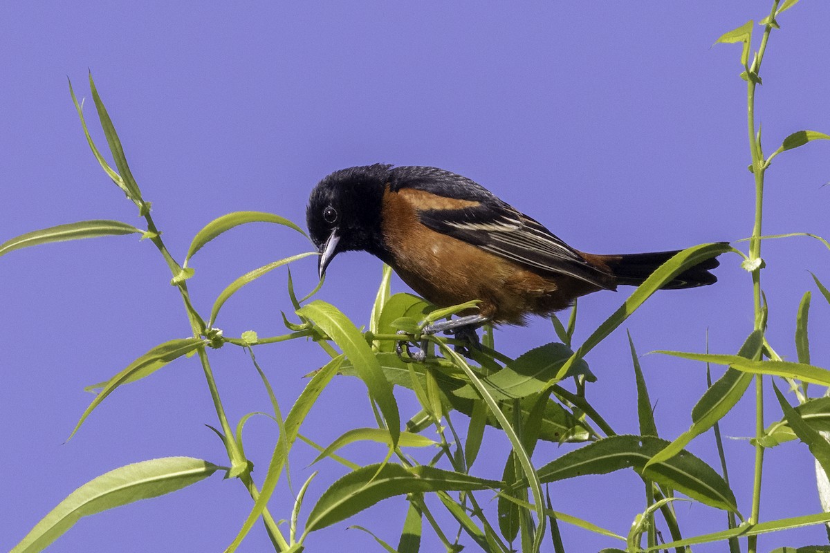 Orchard Oriole - ML618848438