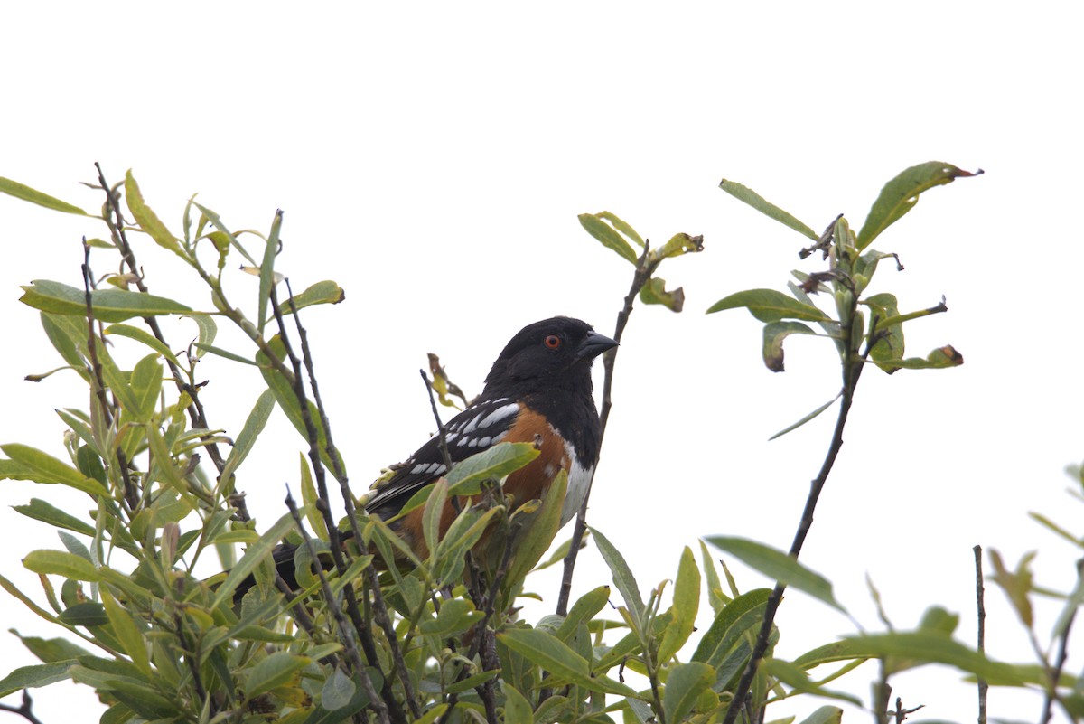 Spotted Towhee - ML618848445