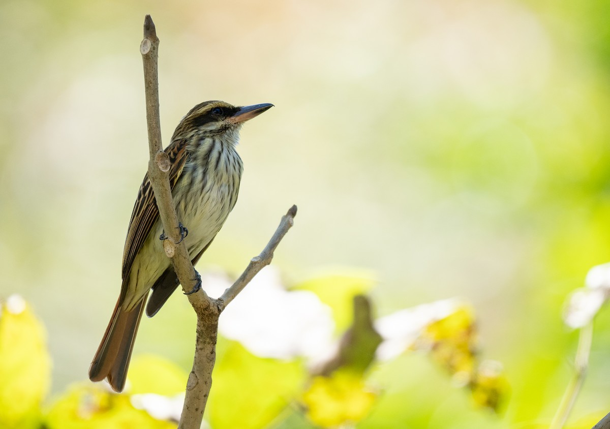 Streaked Flycatcher - Forest Botial-Jarvis