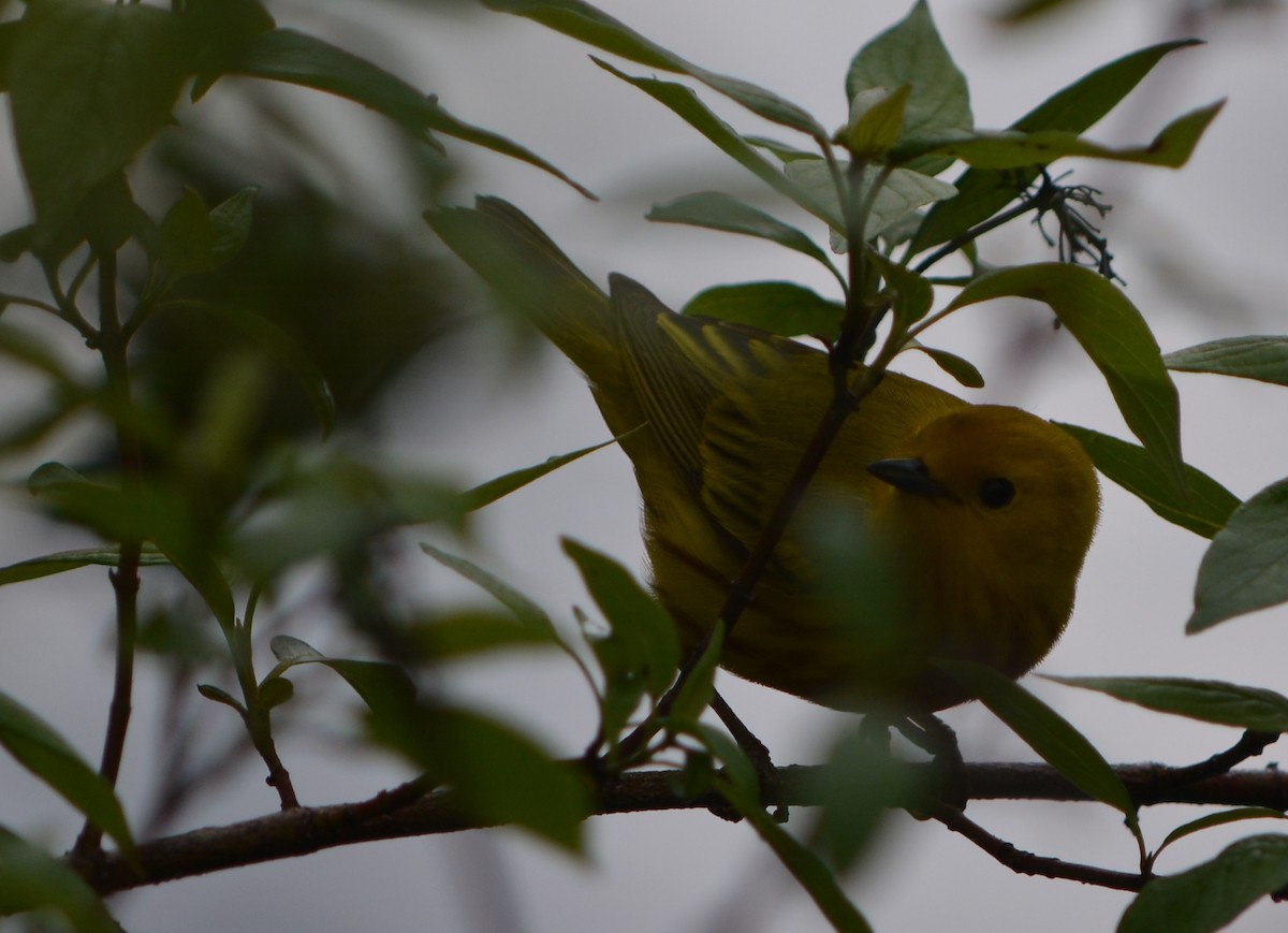 Yellow Warbler - Paul Messing