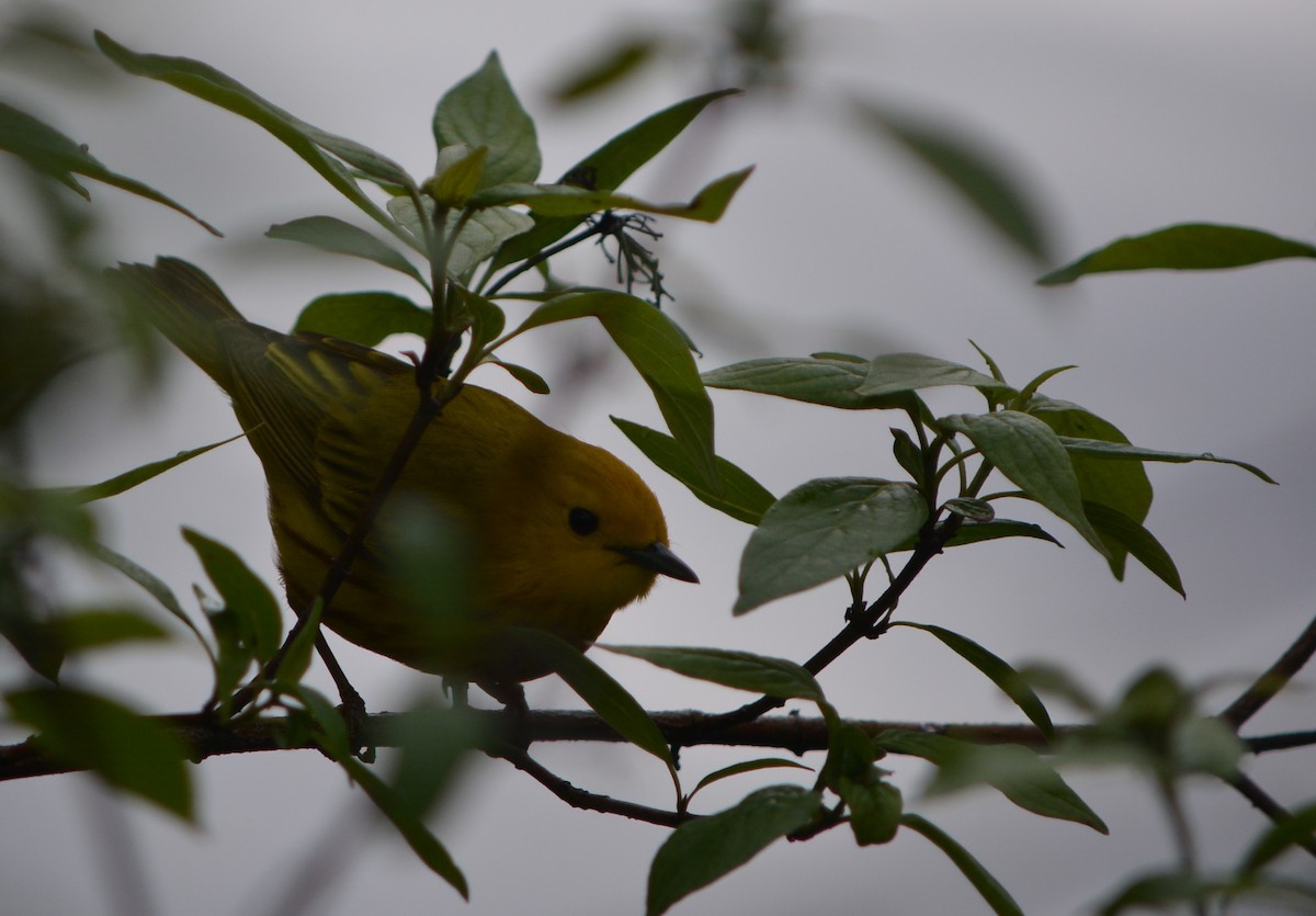 Yellow Warbler - Paul Messing