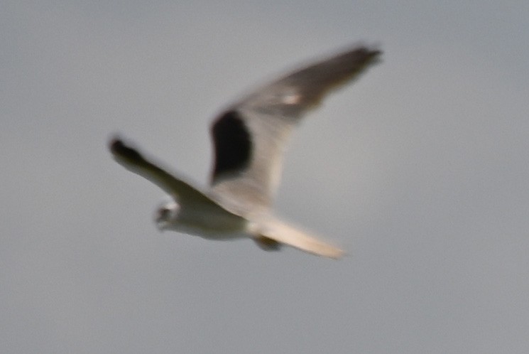 White-tailed Kite - ML618848490