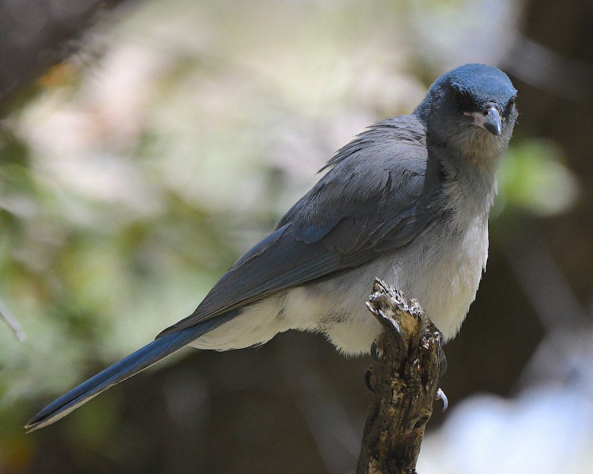 Mexican Jay (Arizona) - Ted Wolff