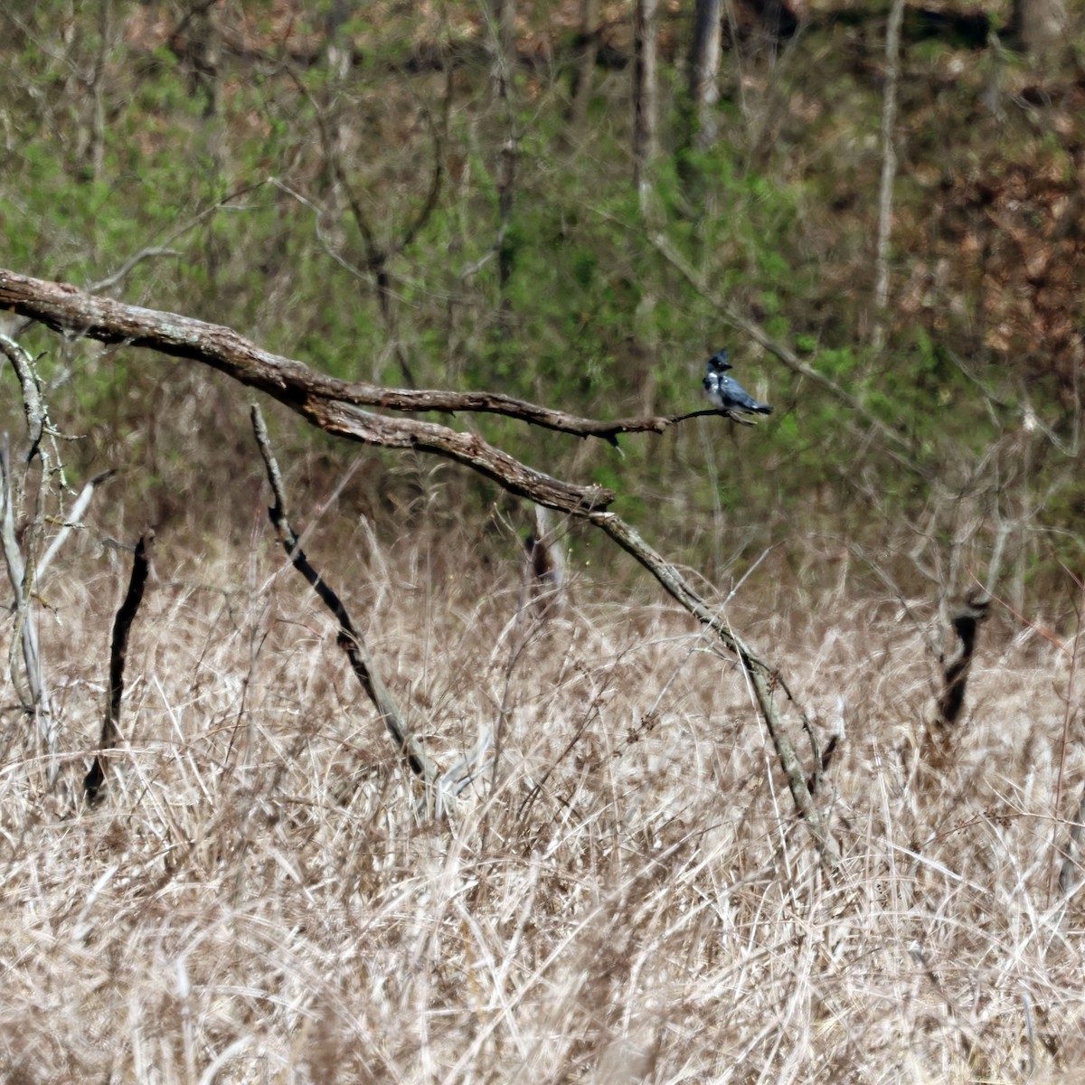 Belted Kingfisher - ML618848508