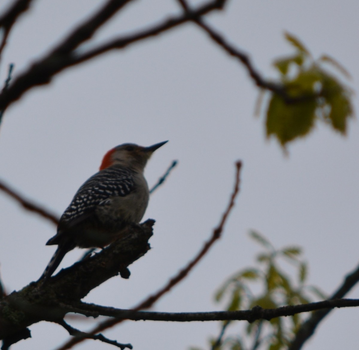 Red-bellied Woodpecker - ML618848538