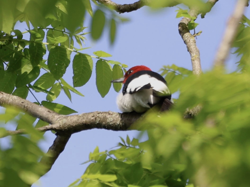 Red-headed Woodpecker - Andreas Krohn