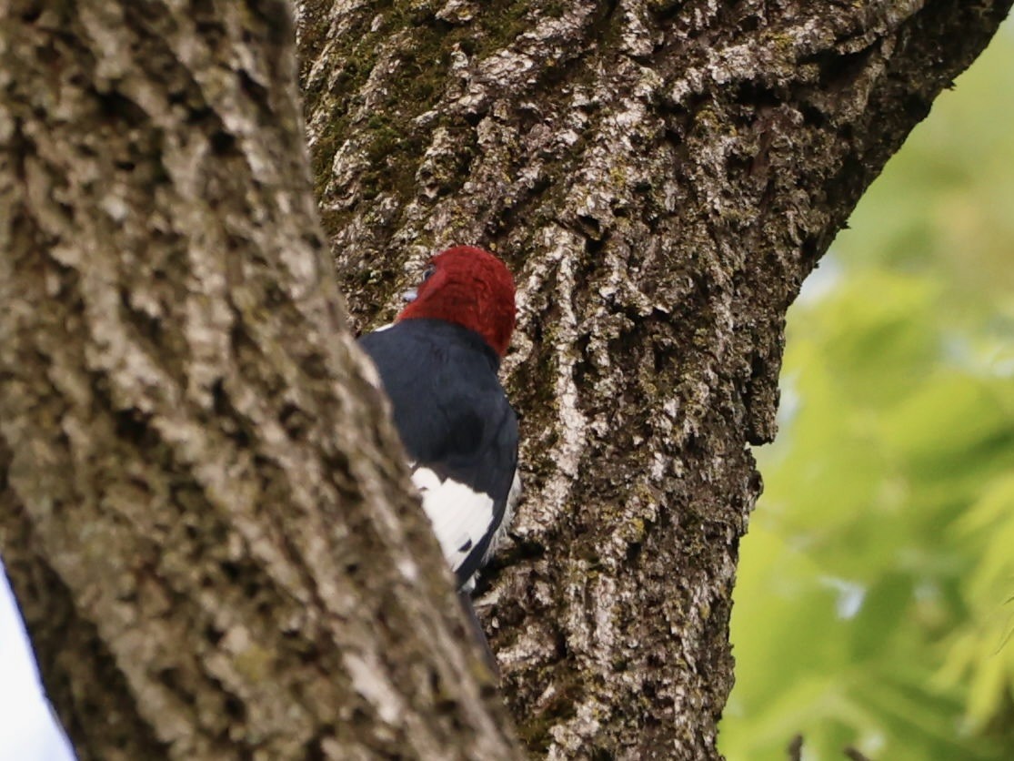 Red-headed Woodpecker - Andreas Krohn