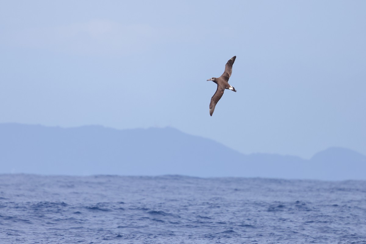 Albatros à pieds noirs - ML618848596