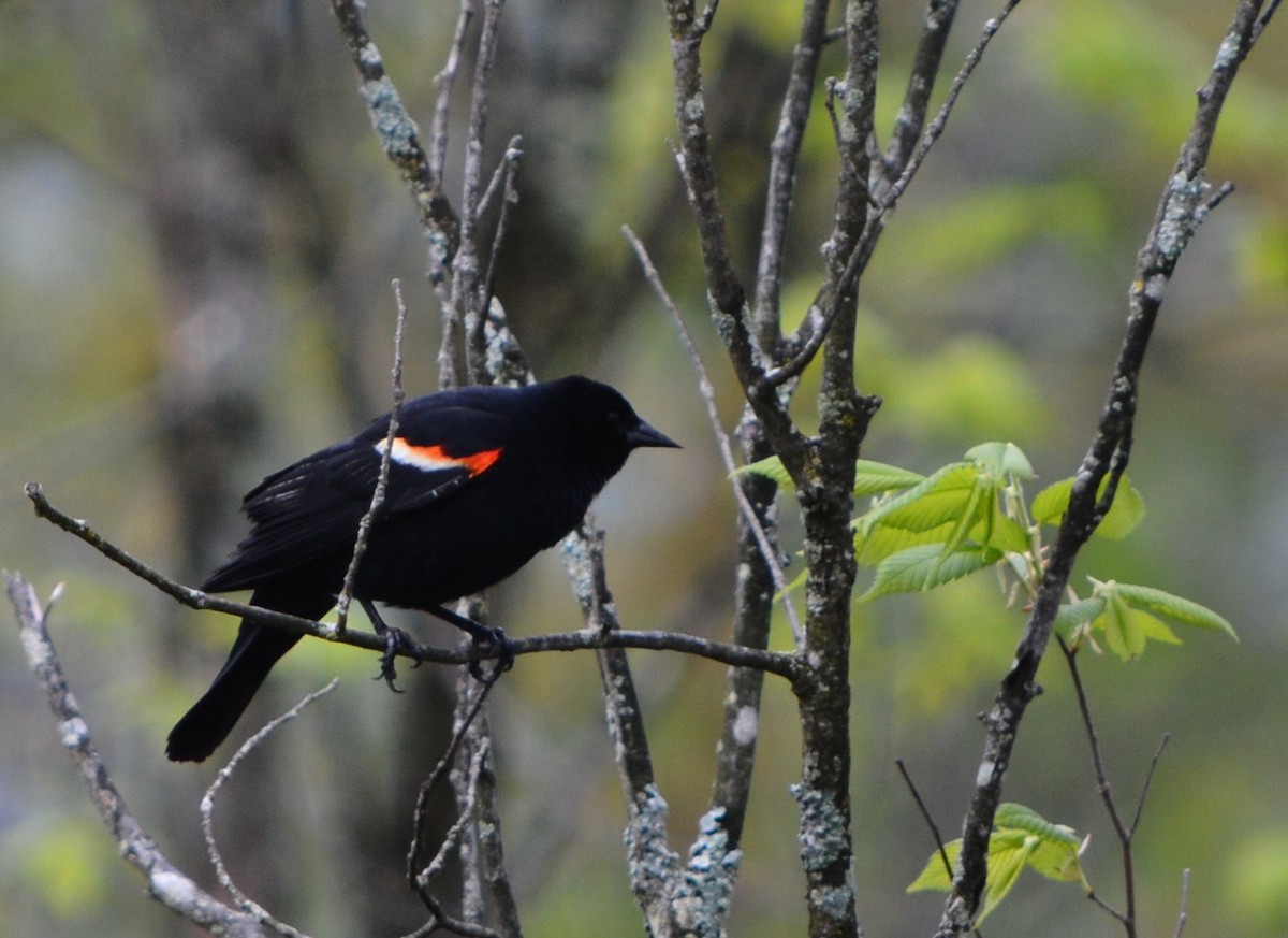 Red-winged Blackbird - Paul Messing