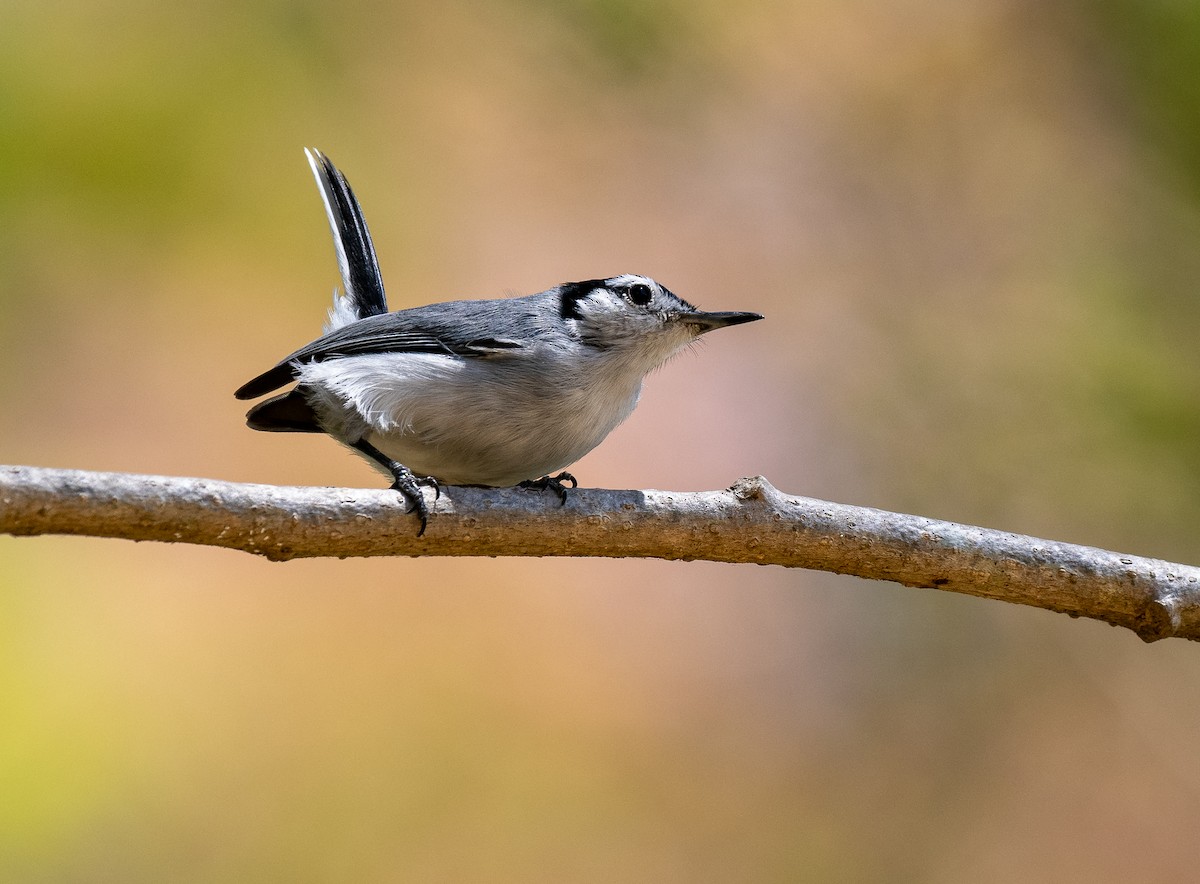 White-browed Gnatcatcher - Forest Botial-Jarvis