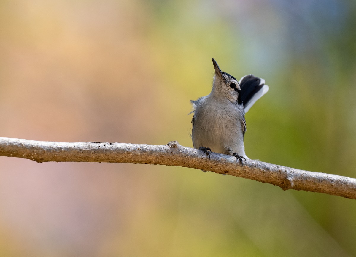 White-browed Gnatcatcher - Forest Botial-Jarvis