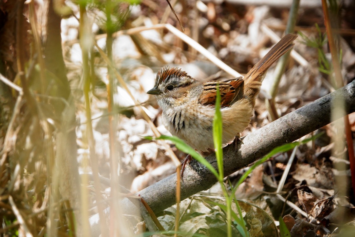 Swamp Sparrow - ML618848658