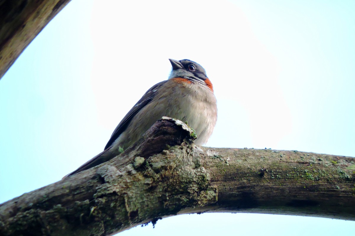 Rufous-collared Sparrow - ubaque club