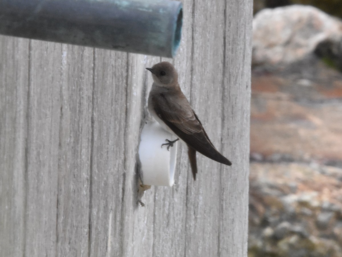 Northern Rough-winged Swallow - Brian Vigorito