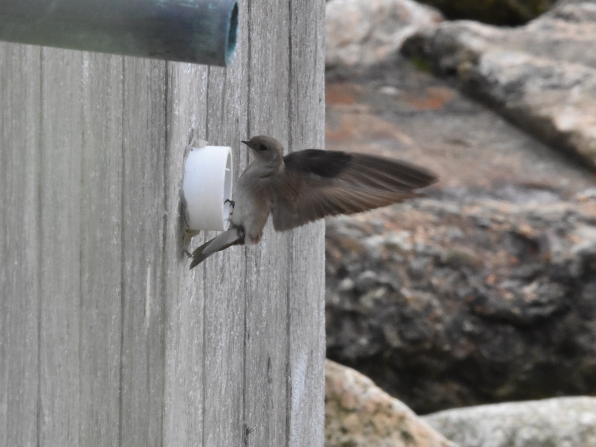 Northern Rough-winged Swallow - Brian Vigorito