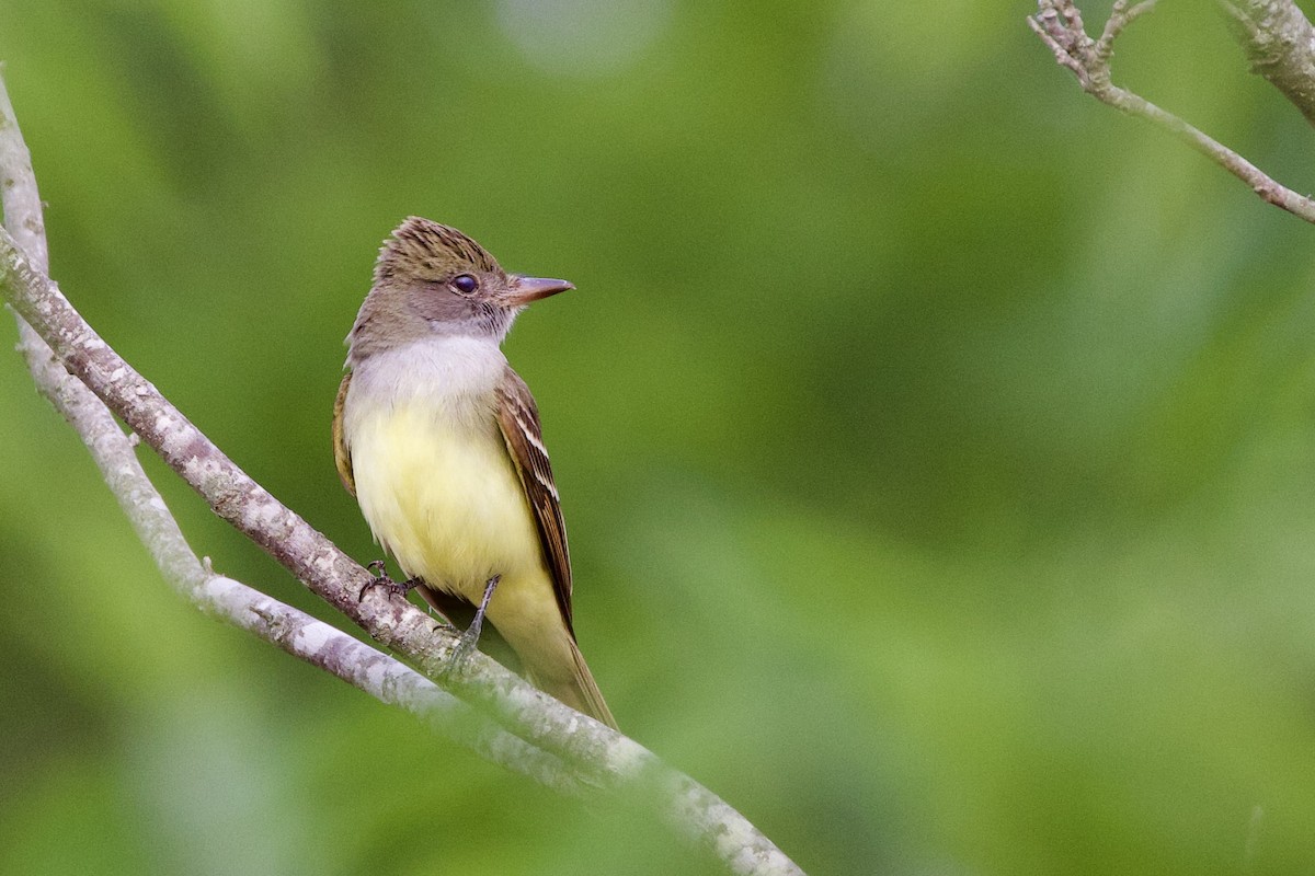 Great Crested Flycatcher - ML618848766