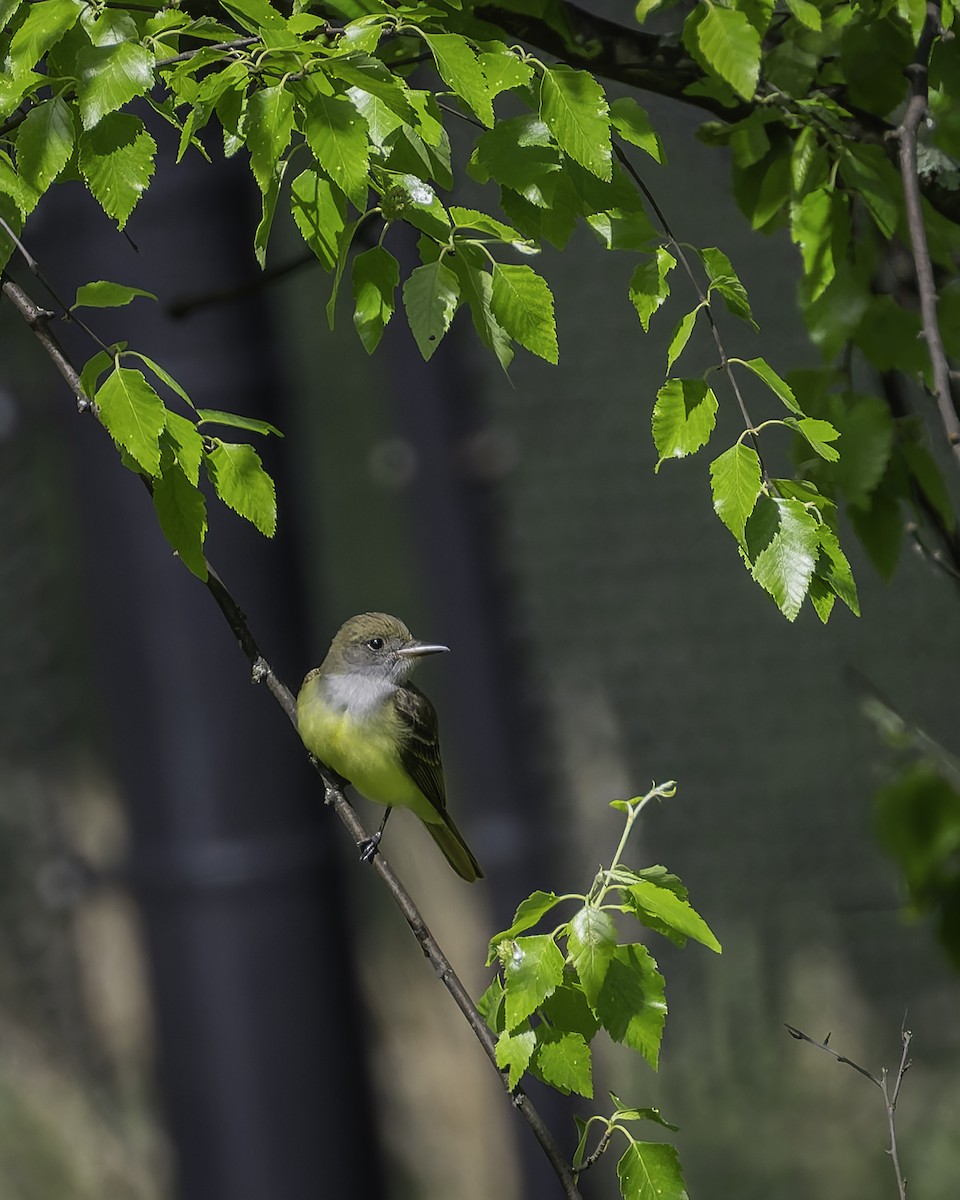 Great Crested Flycatcher - ML618848775