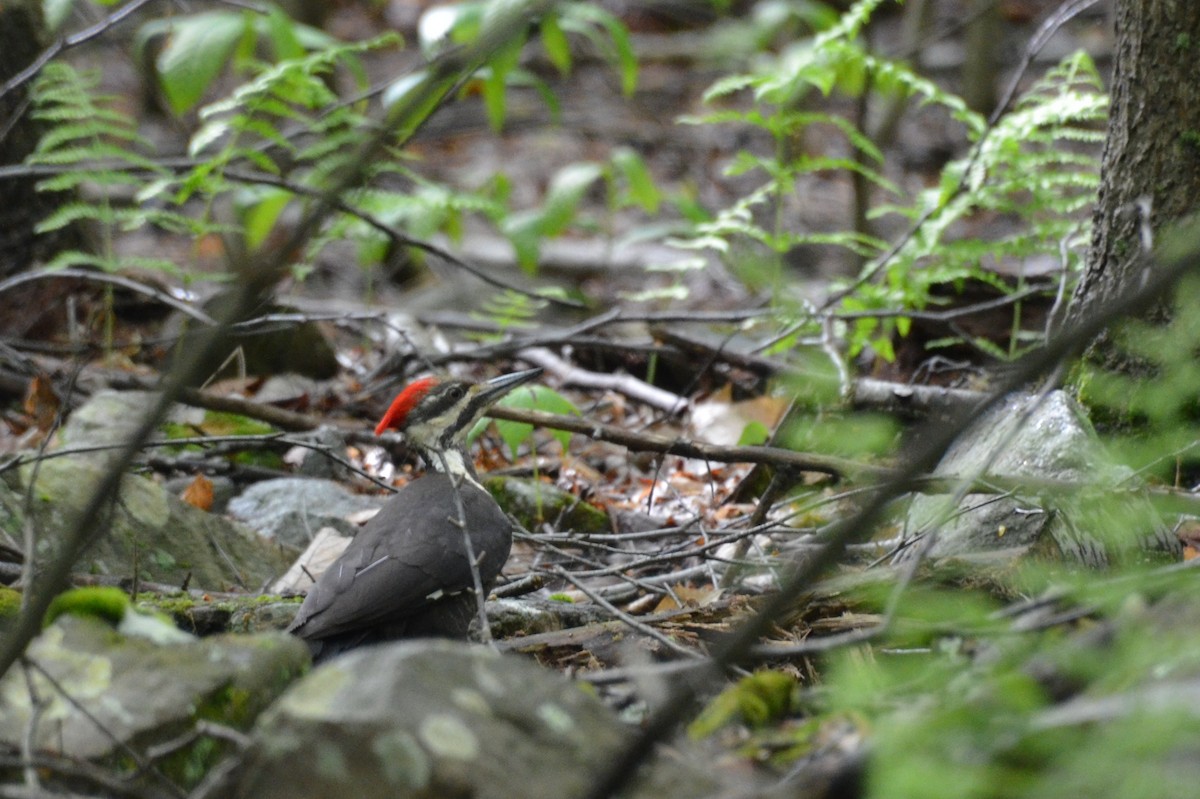 Pileated Woodpecker - Mary Brenner