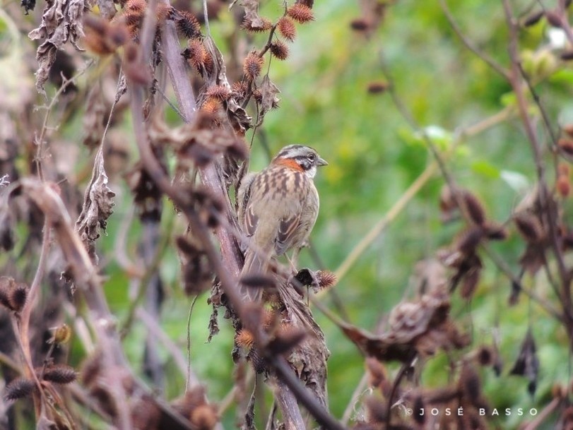 Rufous-collared Sparrow - José Basso