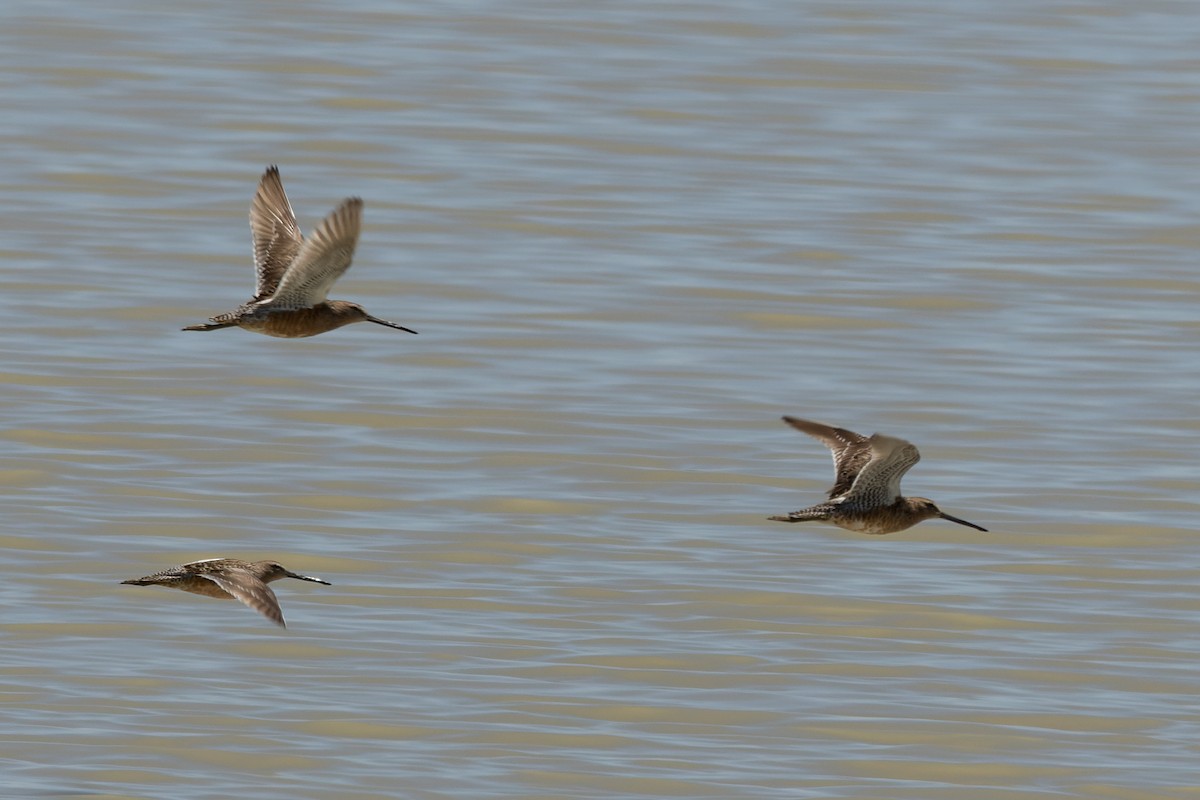 Long-billed Dowitcher - ML618849042