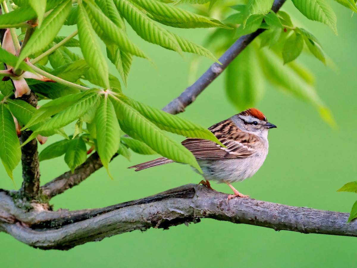 Chipping Sparrow - ML618849060