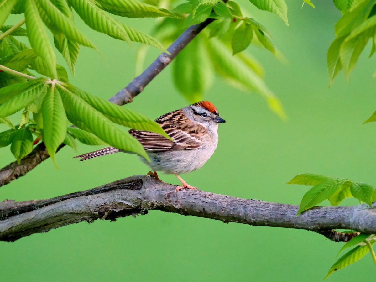 Chipping Sparrow - ML618849061