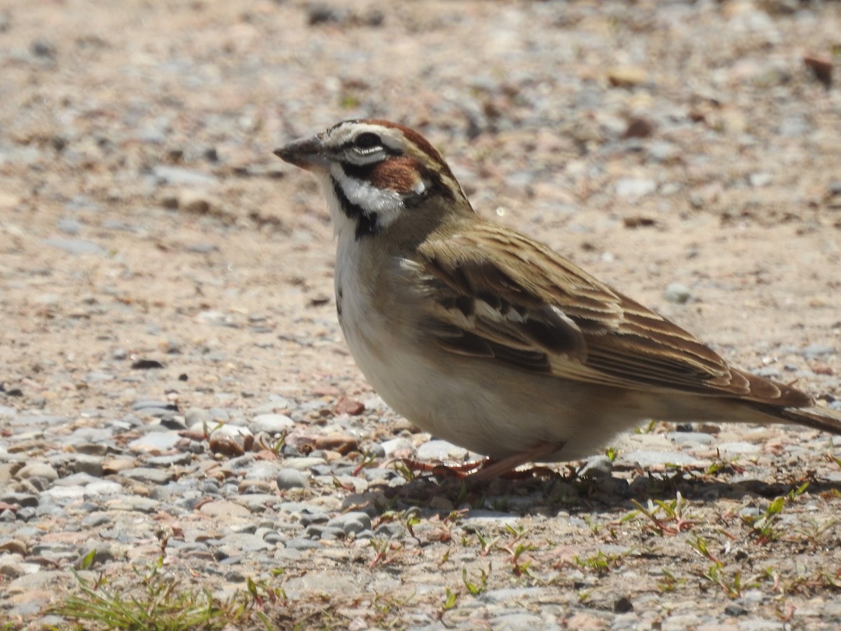 Lark Sparrow - ML618849086