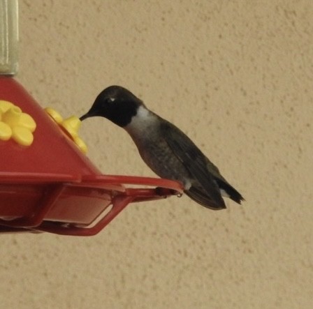 Black-chinned Hummingbird - ML618849108