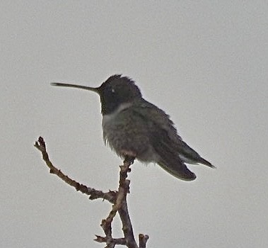 Black-chinned Hummingbird - ML618849109