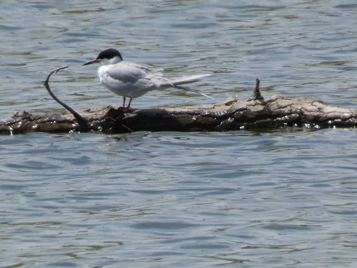 Forster's Tern - Andrea Duran