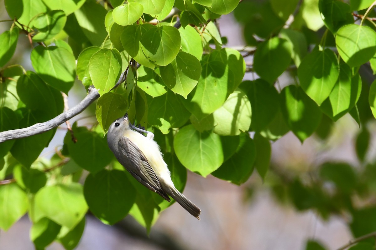 Warbling Vireo - RÉAL RIOUX