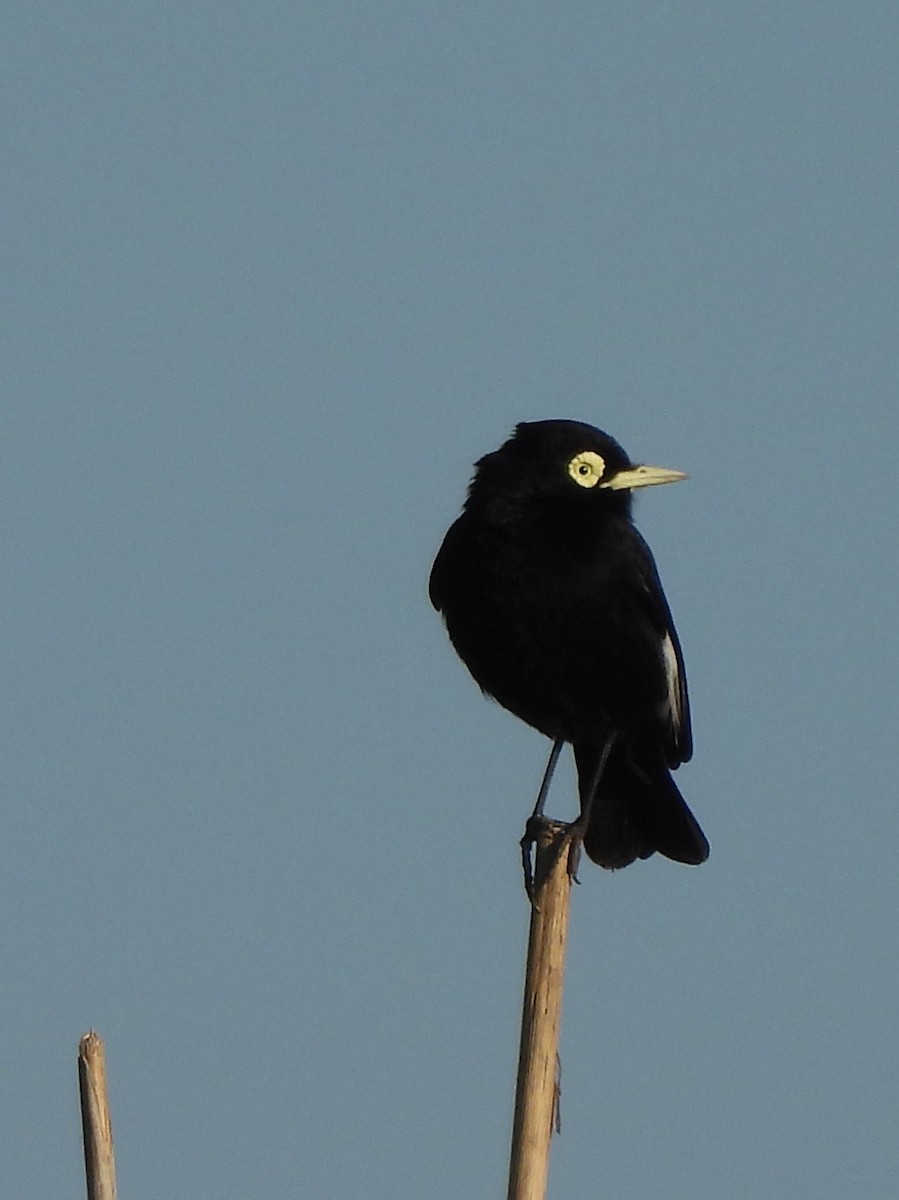 Spectacled Tyrant - ML618849165