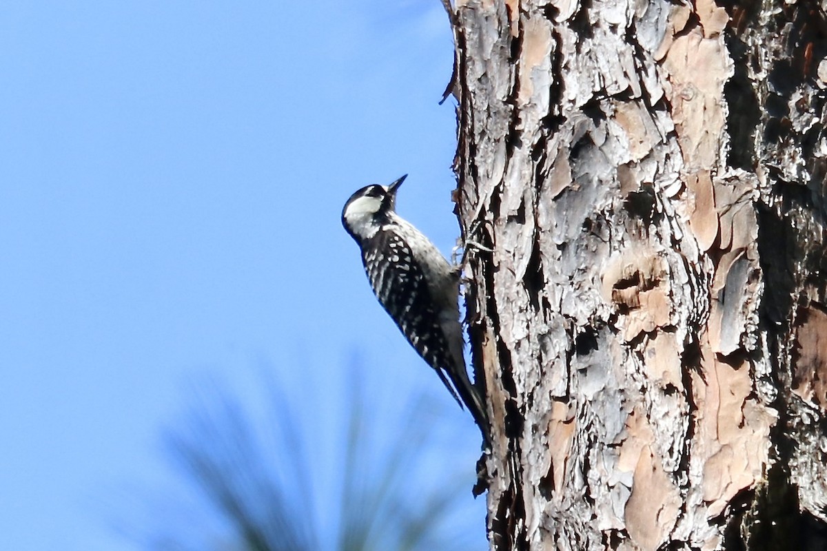 Red-cockaded Woodpecker - Irvin Pitts